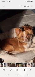 Lost Female Dog last seen Ebanos y Grifging, Mission, TX 78574