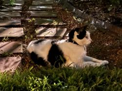 Found/Stray Unknown Cat last seen Alameda and Cordova, Orlando, FL 32804