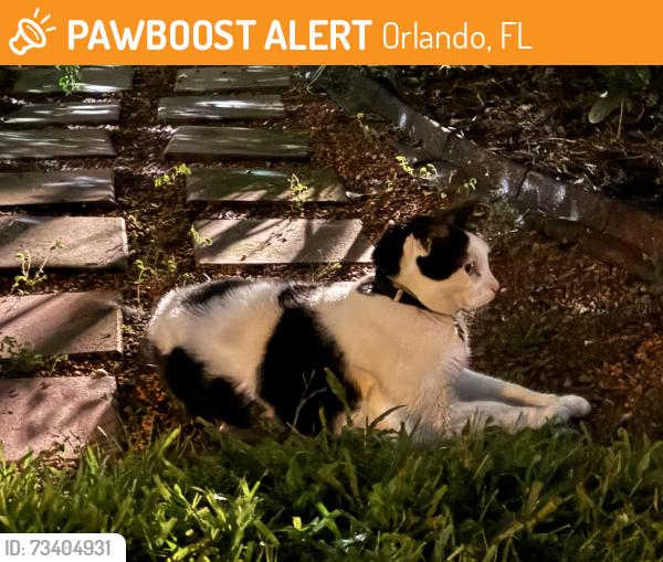 Found/Stray Unknown Cat last seen Alameda and Cordova, Orlando, FL 32804