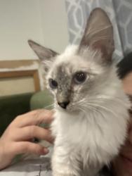 Reunited Female Cat last seen San Dimas, San Dimas, CA 91773
