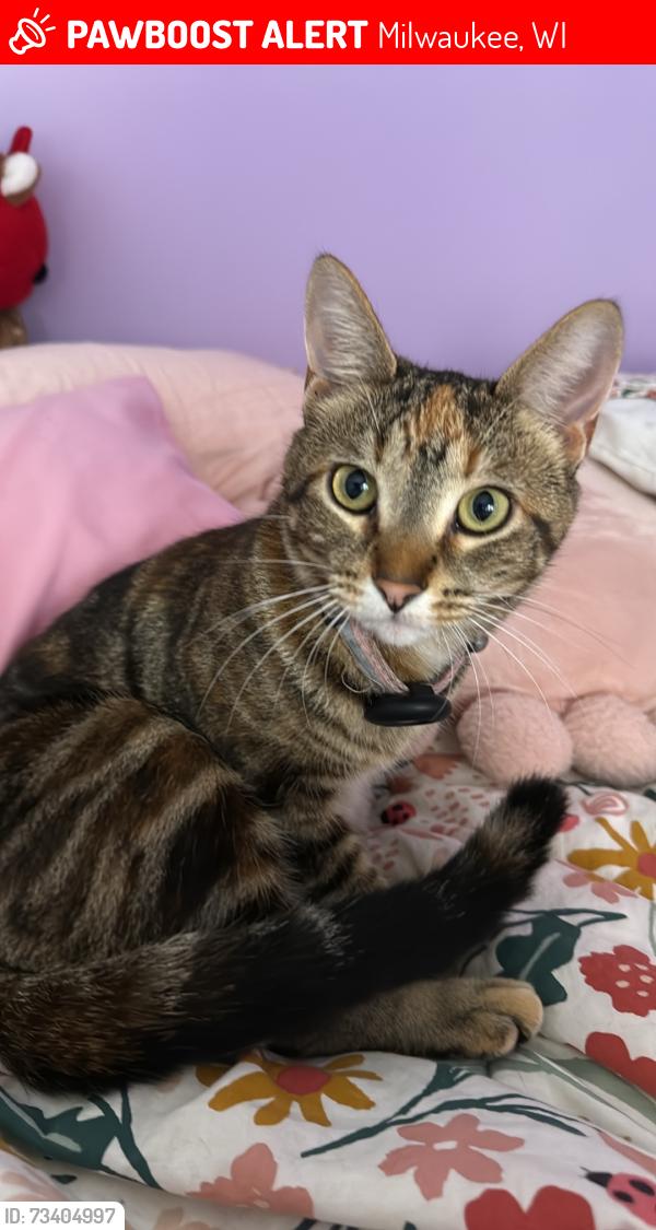 Lost Female Cat last seen 52nd street and Cleveland, Milwaukee, WI 53219