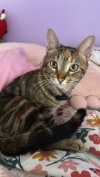 Lost Female Cat last seen 52nd street and Cleveland, Milwaukee, WI 53219