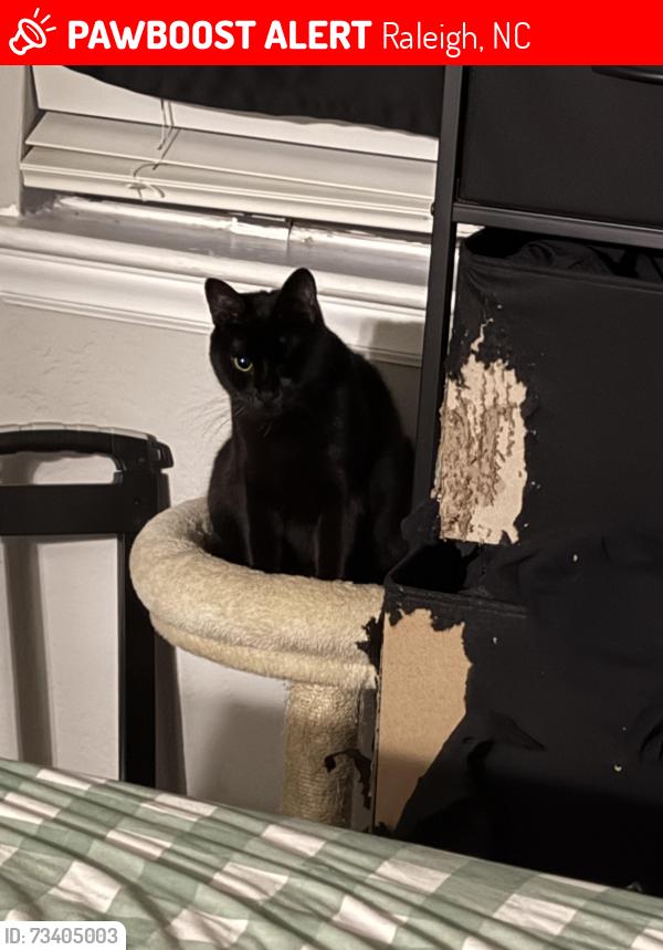 Lost Female Cat last seen Sailboat Bay, Raleigh, NC 27613
