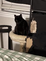 Lost Female Cat last seen Sailboat Bay, Raleigh, NC 27613