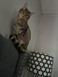 Reunited Female Cat last seen Nails Creek Rd and Keeble Rd, Seymour, TN 37865