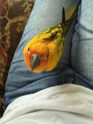 Lost Unknown Bird last seen Lakeshore Park, Knoxville, TN 37919