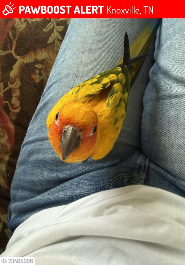 Lost Unknown Bird last seen Lakeshore Park, Knoxville, TN 37919