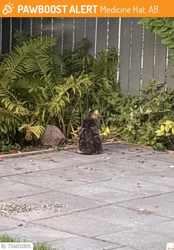 Found/Stray Unknown Cat last seen Riverside, Medicine Hat, AB 
