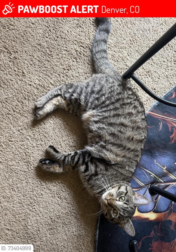 Lost Male Cat last seen Near S Monaco St Pkwy, Denver, CO 80224, Denver, CO 80224