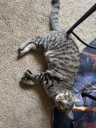 Lost Male Cat last seen Near S Monaco St Pkwy, Denver, CO 80224, Denver, CO 80224
