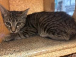 Shelter Stray Female Cat last seen La Mirada Drive, San Marcos, CA, 92078, Escondido, CA 92027, USA