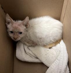 Shelter Stray Male Cat last seen Palm Avenue, San Diego, CA, 92154, 5500 Gaines St, San Diego, CA 92110, USA