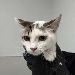 Shelter Stray Female Cat last seen Near 28 Th Street, San Diego, CA, 92102, 5500 Gaines St, San Diego, CA 92110, USA