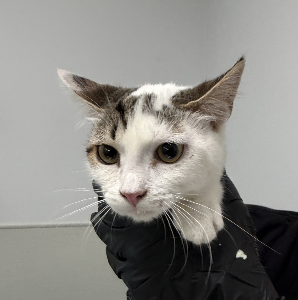 Shelter Stray Female Cat last seen Near 28 Th Street, San Diego, CA, 92102, 5500 Gaines St, San Diego, CA 92110, USA