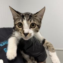 Shelter Stray Male Cat last seen Near 28 Th Street, San Diego, CA, 92102, 5500 Gaines St, San Diego, CA 92110, USA