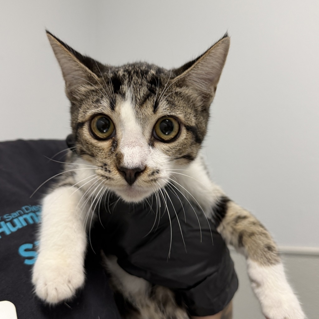 Shelter Stray Male Cat last seen Near 28 Th Street, San Diego, CA, 92102, 5500 Gaines St, San Diego, CA 92110, USA