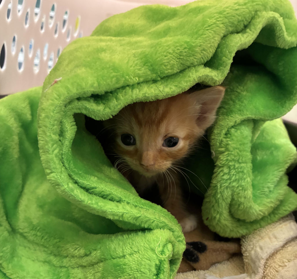 Shelter Stray Male Cat last seen Division / 182nd, PORTLAND, OR, 97233, 1700 W Historic Columbia River Hwy, Troutdale, OR 97060, USA