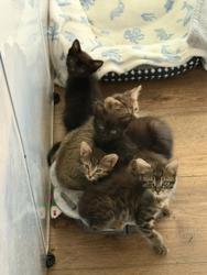 Shelter Stray Female Cat last seen 60th Street, San Diego, CA, 92114, 5500 Gaines St, San Diego, CA 92110, USA