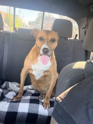Lost Female Dog last seen Near Beulah United Methodist church, Beulah, AL 36854