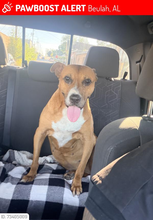 Lost Female Dog last seen Near Beulah United Methodist church, Beulah, AL 36854