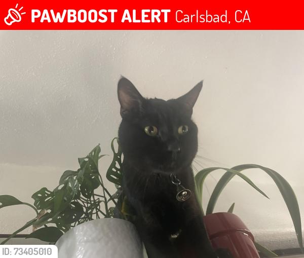 Lost Male Cat last seen Cadencia street, Carlsbad, CA 92009