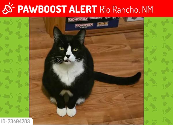 Lost Male Cat last seen 4th st sw Rio Rancho, Rio Rancho, NM 87124