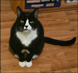 Lost Male Cat last seen 4th st sw Rio Rancho, Rio Rancho, NM 87124