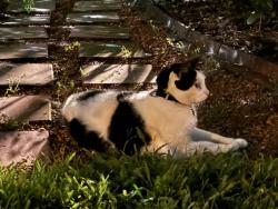 Reunited Unknown Cat last seen Edgewater Dr., Orlando, FL 32804