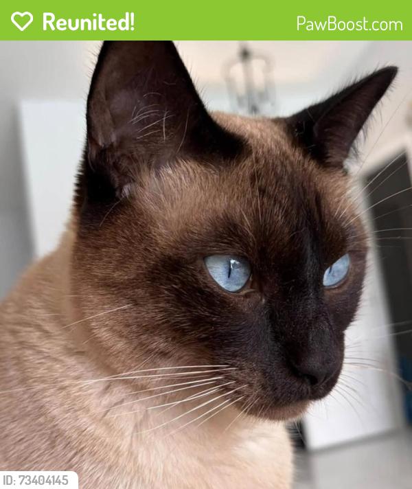 Reunited Male Cat last seen Carysfort Ln, Margate, FL 33063