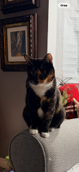 Reunited Female Cat last seen Bonita Vista Drive, San Bernardino, CA 92404