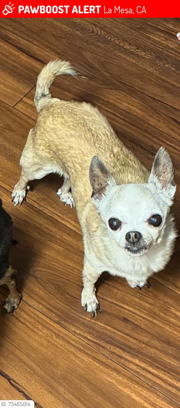 Lost Female Dog last seen Near mellmanor dr La Mesa ca 91942, La Mesa, CA 91942