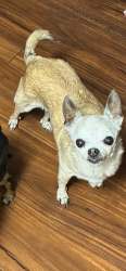 Lost Female Dog last seen Near mellmanor dr La Mesa ca 91942, La Mesa, CA 91942