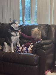 Reunited Male Dog last seen NW 119th st and NW 36th Ave, Vancouver, WA 98685