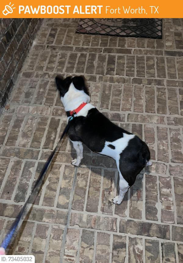 Found/Stray Male Dog last seen Sugarcane and Twin Mills, Fort Worth, TX 76179