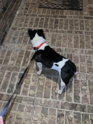 Found/Stray Male Dog last seen Sugarcane and Twin Mills, Fort Worth, TX 76179