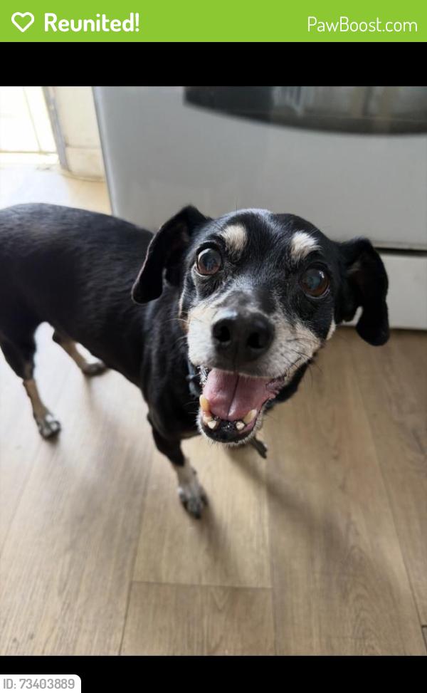 Reunited Male Dog last seen Paramount and Imperial/ Apollo Park, Downey, CA 90242