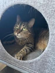 Lost Female Cat last seen Near court drive, Brant, ON N3L 0N2