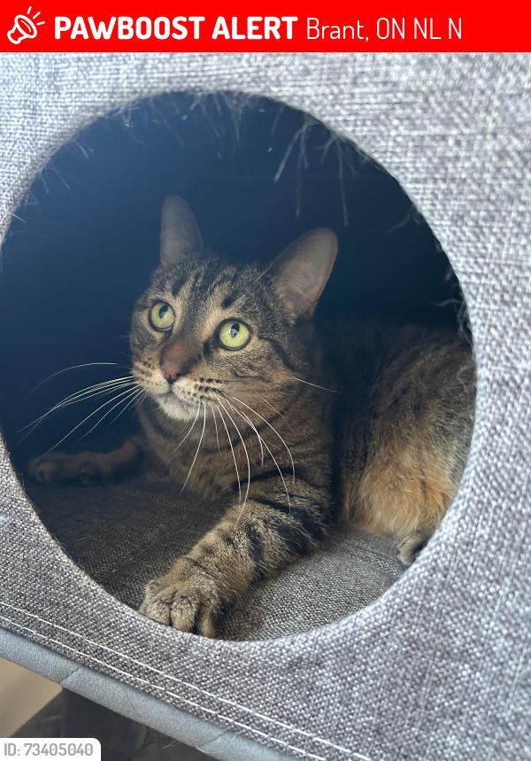 Lost Female Cat last seen Near court drive, Brant, ON N3L 0N2