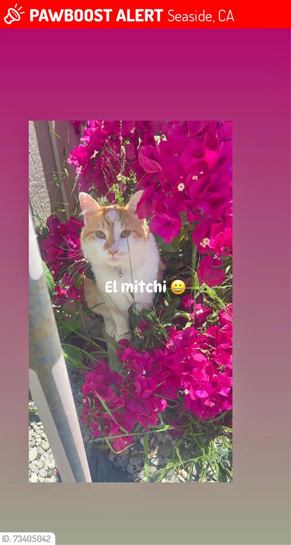 Lost Male Cat last seen Kimball, Seaside, CA 93955