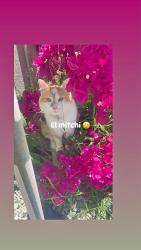Lost Male Cat last seen Kimball, Seaside, CA 93955