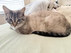 Reunited Female Cat last seen Royal pines lane and Golden Willow, Santa Clarita, CA 91387