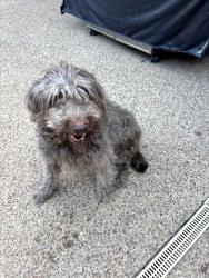 Found/Stray Male Dog last seen Bellaire Park North, Fort Worth, TX 76132