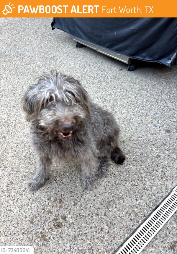 Found/Stray Male Dog last seen Bellaire Park North, Fort Worth, TX 76132