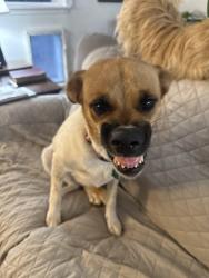 Lost Female Dog last seen Girard and Lead, Albuquerque, NM 87106