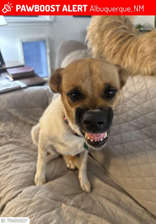 Lost Female Dog last seen Girard and Lead, Albuquerque, NM 87106