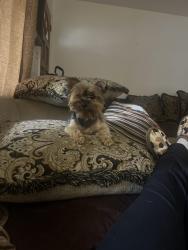 Reunited Female Dog last seen Acri Dr. and Uniondeposit Rd., Harrisburg, PA 17111