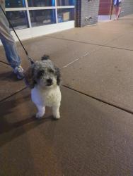 Reunited Male Dog last seen Leland & Kedzie, Chicago, IL 60625
