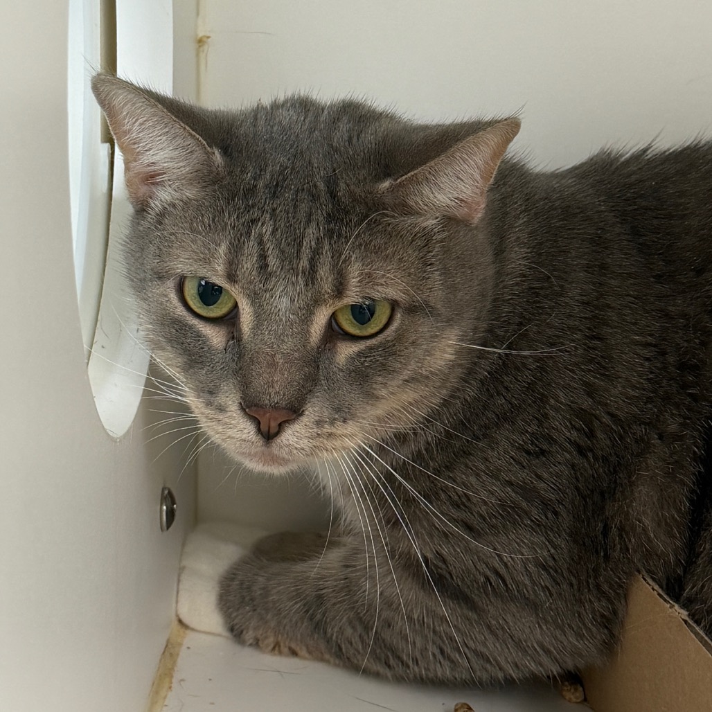 Shelter Stray Male Cat last seen , Animal Care & Control Team of Philly, 111 W Hunting Park Ave, Philadelphia, PA 19140, USA