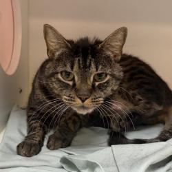 Shelter Stray Male Cat last seen , Animal Care & Control Team of Philly, 111 W Hunting Park Ave, Philadelphia, PA 19140, USA