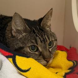 Shelter Stray Female Cat last seen , Animal Care & Control Team of Philly, 111 W Hunting Park Ave, Philadelphia, PA 19140, USA